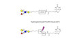 Lewis x (Lex) tetraose linked to biotin with cleavable linker (Linker-CLBT A) - GLY050-OAPb