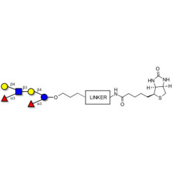 Lewis x (Lex) hexaose / Lacto-N-neodifucohexaose II (LNnDFH II) linked to biotin with cleavable linker (Linker-CLBT A)