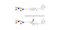 Lewis x (Lex) hexaose / Lacto-N-neodifucohexaose II (LNnDFH II) linked to biotin with cleavable linker (Linker-CLBT A) - Lewis X hexasaccharide; Lacto-N-difucohexaose III ; LNDFH III