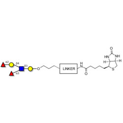 Lewis y (Ley) pentaose linked to biotin with cleavable linker (Linker-CLBT A)