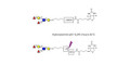 Lewis y (Ley) pentaose linked to biotin with cleavable linker (Linker-CLBT A)