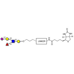 Sialyl Lewis x (sLex) pentaose linked to biotin with cleavable linker (Linker-CLBT A)