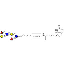Lewis a (Lea) hexaose / Lacto-N-difucohexaose II (LNDFH II) linked to biotin with cleavable linker (Linker-CLBT A)