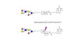 Lewis a (Lea) hexaose / Lacto-N-difucohexaose II (LNDFH II) linked to biotin with cleavable linker (Linker-CLBT A)