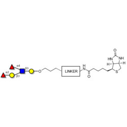 Lewis b (Leb) pentaose linked to biotin with cleavable linker (Linker-CLBT A)