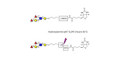 Lewis b (Leb) pentaose linked to biotin with cleavable linker (Linker-CLBT A)