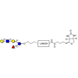 Lacto-N-fucopentaose VI (LNFP-VI) linked to biotin with cleavable linker (Linker-CLBT A)