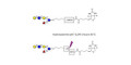 Lacto-N-fucopentaose VI (LNFP-VI) linked to biotin with cleavable linker (Linker-CLBT A)