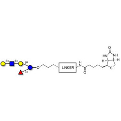 Lacto-N-fucopentaose V (LNFP V) linked to biotin with cleavable linker (Linker-CLBT A)