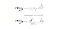 Lacto-N-fucopentaose V (LNFP V) linked to biotin with cleavable linker (Linker-CLBT A)