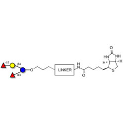 Difucosyllactose (DFL) / Lactodifucotetraose linked to biotin with cleavable linker (Linker-CLBT A)