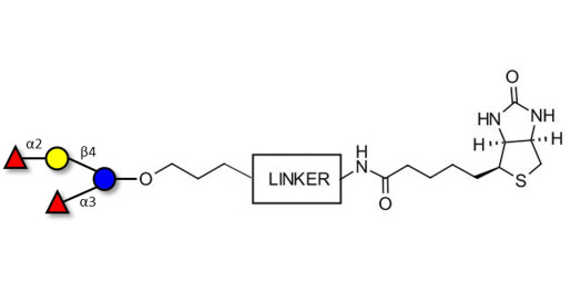 Difucosyllactose (DFL) / Lactodifucotetraose linked to biotin with cleavable linker (Linker-CLBT A)