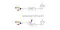 Difucosyllactose (DFL) / Lactodifucotetraose linked to biotin with cleavable linker (Linker-CLBT A)