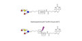 Blood group A pentaose linked to biotin with cleavable linker (Linker-CLBT A)