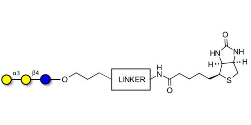 Isoglobotriose (iGb3) linked to biotin with cleavable linker (Linker-CLBT A) - linear B-6 trisaccharide ; IsoGb3; 3α,4β-Galactotriose; 3'-Galactosyl-lactose