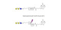 Isoglobotriose (iGb3) linked to biotin with cleavable linker (Linker-CLBT A) - linear B-6 trisaccharide ; IsoGb3; 3α,4β-Galactotriose; 3'-Galactosyl-lactose