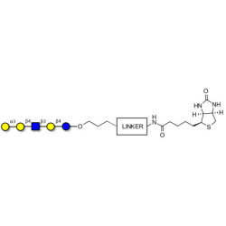 Galili antigen pentaose linked to biotin with cleavable linker (Linker-CLBT A)