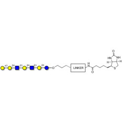 Galili antigen heptaose linked to biotin with cleavable linker (Linker-CLBT A)
