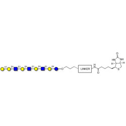 Galili antigen nonaose linked to biotin with cleavable linker (Linker-CLBT A)