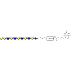 Galili antigen undecaose linked to biotin with cleavable linker (Linker-CLBT A)