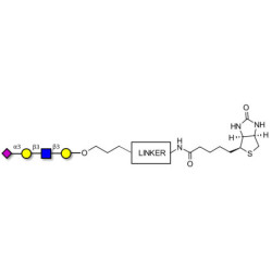 Sialylated tetraose type 1 linked to biotin with cleavable linker (Linker-CLBT A)