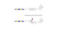 LS-Tetrasaccharide a (LSTa)  linked to biotin with cleavable linker (Linker-CLBT A) - Sialyl-lacto-N-tetraose a ; SLNT-a