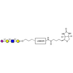 Sialylated tetraose type 2 linked to biotin with cleavable linker (Linker-CLBT A)