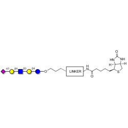 LS-Tetrasaccharide d (LSTd)  linked to biotin with cleavable linker (Linker-CLBT A)