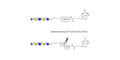 LS-Tetrasaccharide d (LSTd)  linked to biotin with cleavable linker (Linker-CLBT A) - Sialyl-lacto-N-neotetraose d ; SLNnT-d