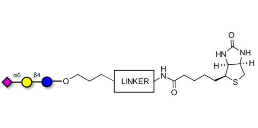 2,6'-Sialyllactose (6'-SL) linked to biotin with cleavable linker (Linker-CLBT A) - 6'-SL ; N-Acetylneuramin-lactose