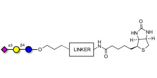 3'-Sialyllactose (3'-SL) / GM3 Ganglioside oligosaccharide linked to biotin with cleavable linker (Linker-CLBT A) - GLY090-AP ; 3'SL; N-Acetylneuraminoyllactose; (2, 3')-a-Sialyllactose; 3'-a-Sialyllactose; a-Neu5Ac-(2-3)-/3-D. Gal-(1-4)-D-Glc; 3'-N-Acetylneuraminyl-D-lactose