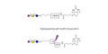 3'-Sialyllactose (3'-SL) / GM3 Ganglioside oligosaccharide linked to biotin with cleavable linker (Linker-CLBT A) - GLY090-AP ; 3'SL; N-Acetylneuraminoyllactose; (2, 3')-a-Sialyllactose; 3'-a-Sialyllactose; a-Neu5Ac-(2-3)-/3-D. Gal-(1-4)-D-Glc; 3'-N-Acetylneuraminyl-D-lactose