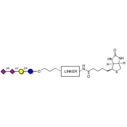 GD3 Ganglioside oligosaccharide / Disialyl lactose (DSL) linked to biotin with cleavable linker (Linker-CLBT A)