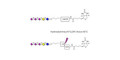 GT3 Ganglioside oligosaccharide linked to biotin with cleavable linker (Linker-CLBT A) - Trisialyl lactose 