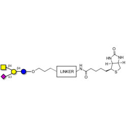 GM2 Ganglioside oligosaccharide linked to biotin with cleavable linker (Linker-CLBT A)