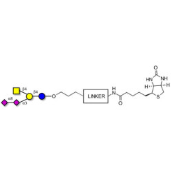 GD2 Ganglioside oligosaccharide linked to biotin with cleavable linker (Linker-CLBT A)