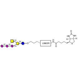 GT2 Ganglioside oligosaccharide linked to biotin with cleavable linker (Linker-CLBT A)