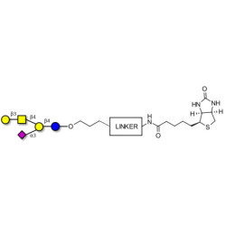 GM1a Ganglioside oligosaccharide linked to biotin with cleavable linker (Linker-CLBT A)