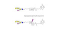 GM1a Ganglioside oligosaccharide linked to biotin with cleavable linker (Linker-CLBT A) - GLY096-OAP