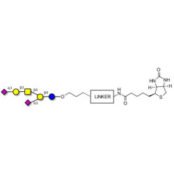 GD1a Ganglioside oligosaccharide linked to biotin with cleavable linker (Linker-CLBT A)
