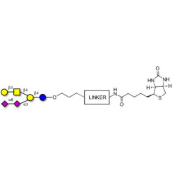 GD1b Ganglioside oligosaccharide linked to biotin with cleavable linker (Linker-CLBT A)