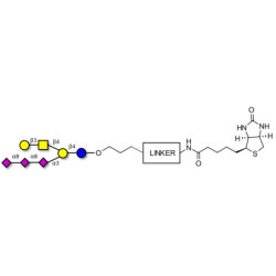 GT1c Ganglioside oligosaccharide linked to biotin with cleavable linker (Linker-CLBT A)