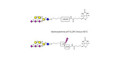 GT1c Ganglioside oligosaccharide linked to biotin with cleavable linker (Linker-CLBT A)