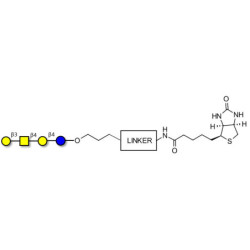 Asialo GM1 Ganglioside oligosaccharide (aGM1) linked to biotin with cleavable linker (Linker-CLBT A)