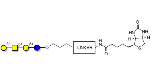 Asialo GM1 Ganglioside oligosaccharide (aGM1) linked to biotin with cleavable linker (Linker-CLBT A) - GA1 ; Gangliotetraose