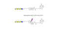 Asialo GM1 Ganglioside oligosaccharide (aGM1) linked to biotin with cleavable linker (Linker-CLBT A) - GA1 ; Gangliotetraose