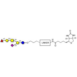 Fucosyl GM1 Ganglioside oligosaccharide linked to biotin with cleavable linker (Linker-CLBT A)