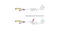 Fucosyl GM1 Ganglioside oligosaccharide linked to biotin with cleavable linker (Linker-CLBT A)