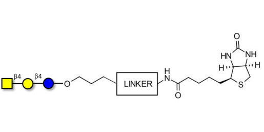 Asialo GM2 Ganglioside oligosaccharide (aGM2) linked to biotin with cleavable linker (Linker-CLBT A) -  GA2