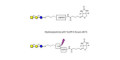 Asialo GM2 Ganglioside oligosaccharide (aGM2) linked to biotin with cleavable linker (Linker-CLBT A) -  GA2
